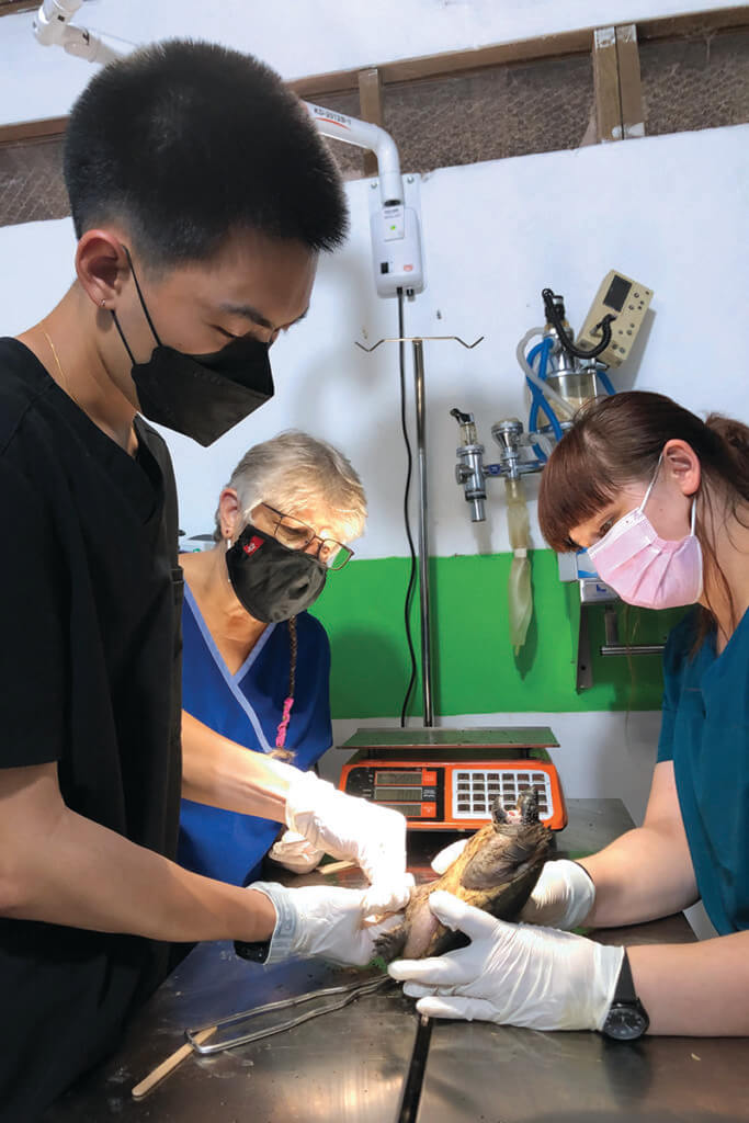 A student examines a turtle with clinic staff on a study abroad experience in Guatemala